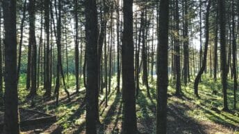 Leitura Espiritual - A Lenda das Três Árvores